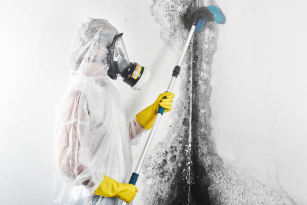 Best Commercial Mold Inspection  in Seat Pleasant, MD