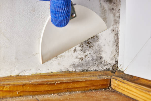 Mold Removal for HVAC Installations in Seat Pleasant, MD
